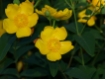 Hypericum Hidcote - Gro�blumiges Johanniskraut