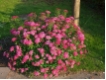 Spiraea japonica Anthony Waterer - Rote Sommerspiere