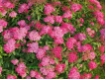 Spiraea japonica Anthony Waterer