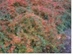 Cotoneaster dammeri 'Skogholm' - B�schungsmispel
