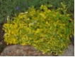Euonymus fortunei Emerald Gold - Gelbbunte Kriechspindel