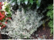 Euonymus fortunei 'Emerald Gaiety' - Wei�bunte Kriechspindel