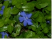 Vinca minor - Immmergr�n