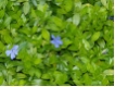 Vinca minor