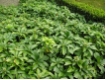 Pachysandra terminalis - Schattengr�n  -Dickm�nnchen