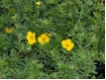 Potentilla fruticosa 'Goldstar' - Fingerstrauch 'Goldstar'  -gelb-