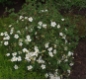 Potentilla fruticosa  'Abbotswood'