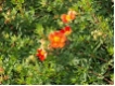 Potentilla fruticosa 'Red Ace' - Fingerstrauch Red Ace  -rot-