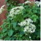 Hydrangea petiolaris - Kletterhortensie
