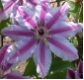 Clematis Nelly Moser - Waldrebe hellrosa