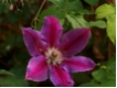 Clematis Dr. Ruppel