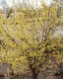 Cornus mas - Kornelkirsche