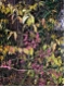 Euonymus europaeus
