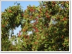 Crataegus monogyna - Wei�dorn
