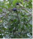 Prunus spinosa CAC