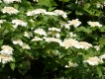 Viburnum opulus - Gemeiner Schneeball