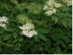 Sambucus nigra - Holunder