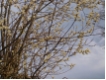 Salix caprea - Salweide