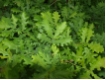 Quercus robur - Stieleiche