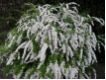 Spiraea cinerea Grefsheim - Brautspiere