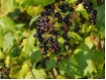 Johannisbeere 'Silvergieters Schwarze' CAC - Johannisbeere schwarz