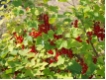 Johannisbeere 'Rolan' CAC - Johannisbeere rot