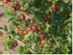 Stachelbeere 'Hinnom�kii Rot' CAC - Stachelbeere rot