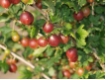 Stachelbeere 'Hinnom�kii Rot' CAC