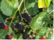 Rubus fruticosa 'Black Satin' CAC