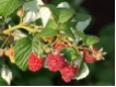 Himbeere 'Malling Promise' CAC - Himbeere