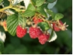Himbeere 'Himbostar' ( R)  CAC - Himbeere