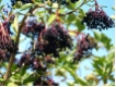 Sambucus nigra - Holunder