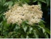 Sambucus nigra