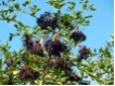 Sambucus nigra
