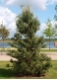 Pinus sylvestris - Waldkiefer - Föhre