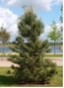 Pinus sylvestris - Waldkiefer