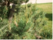 Pinus sylvestris