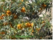 Hippophae rhamnoides - Sanddorn