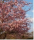 Prunus  Accolade - Fr�he Zierkirsche