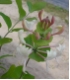 Gei�blatt - Lonicera caprifolium - Jel�ngerjelieber