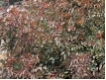Rosa glauca - Hechtrose