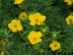Potentilla fruticosa 'Goldfinger' - Fingerstrauch