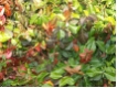Euonymus fortunei 'Coloratus' - Purpur-Kriechspindel