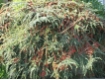 Cotoneaster horizontalis - F�cherzwergmispel