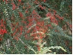 Cotoneaster horizontalis