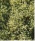 Cytisus  praecox - Elfenbeinginster