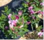 Cytisus purpureus - Rosenginster / Purpurginster