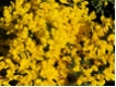 Cytisus decumbens - Gelber Kriechginster