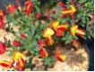 Cytisus scoparius Lena - Bunter Edelginster
