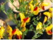 Cytisus scoparius Andreanus Splendens - Gelbbunter Edelginster
